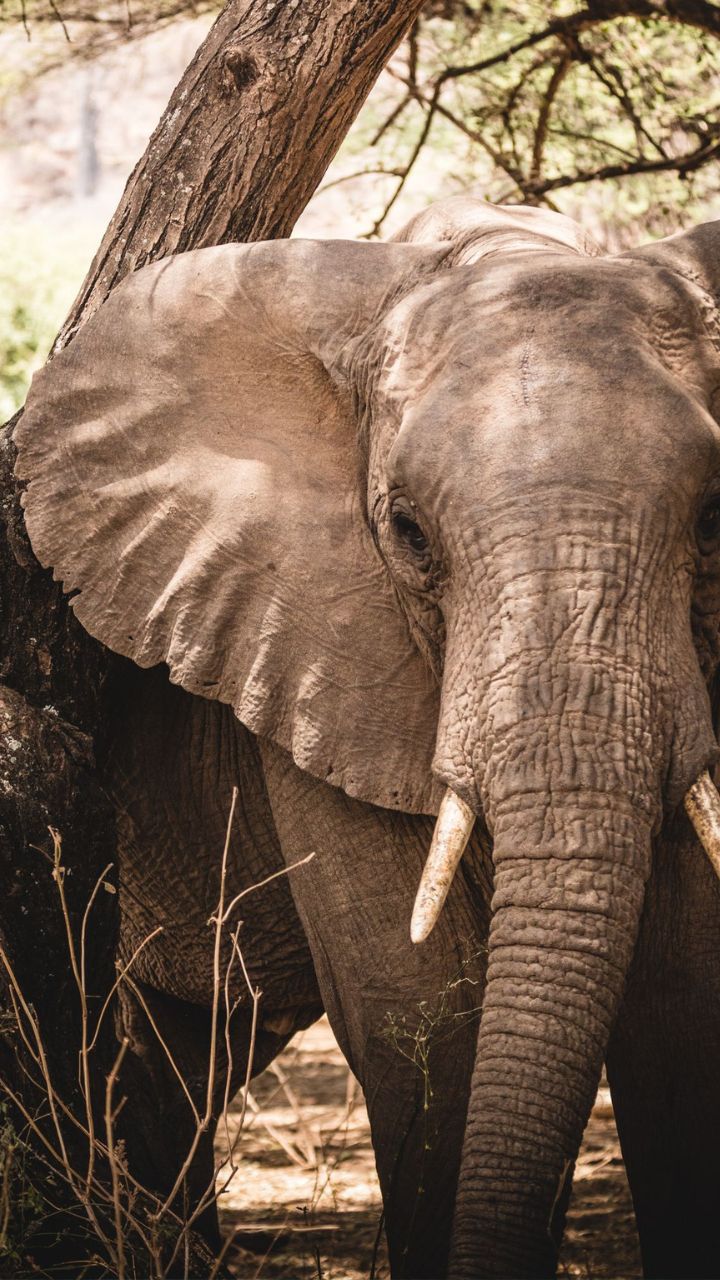 Tanzania